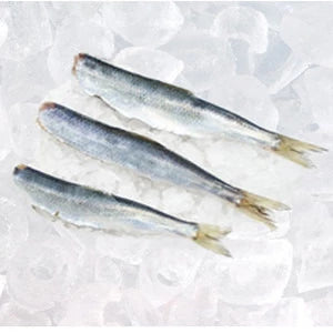 Śledź bałtycki tusza 1 kg