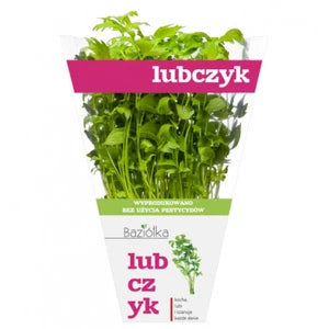 BAZIÓŁKA Lubczyk w doniczce 1 szt.