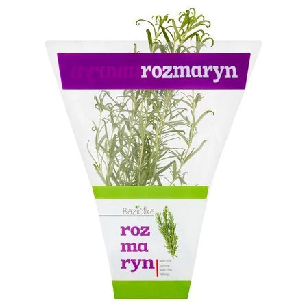 BAZIÓŁKA Rozmaryn w doniczce 1 szt.