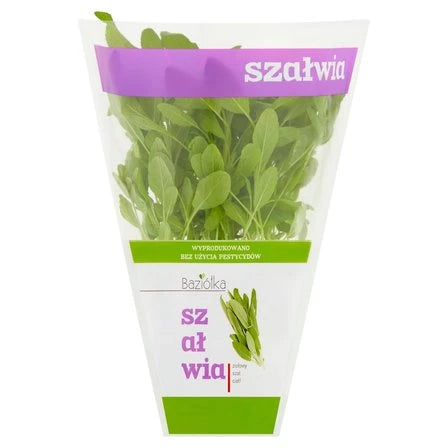 BAZIÓŁKA Szałwia w doniczce 1 szt.